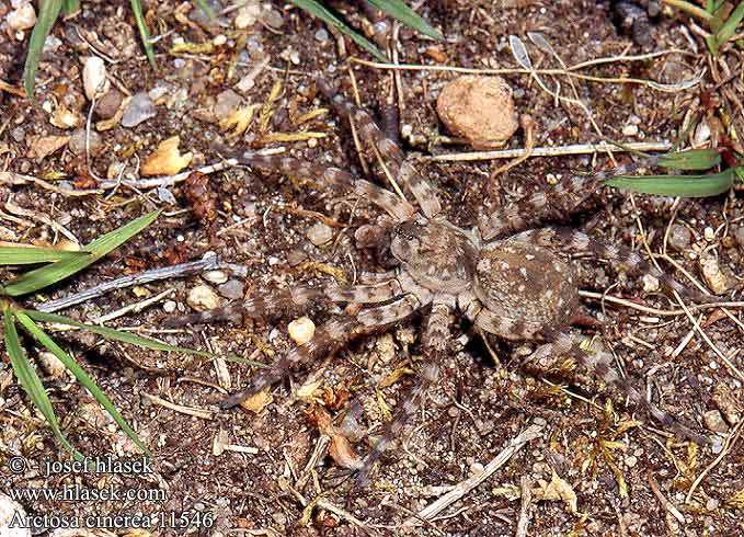 Arctosa cinerea 11546