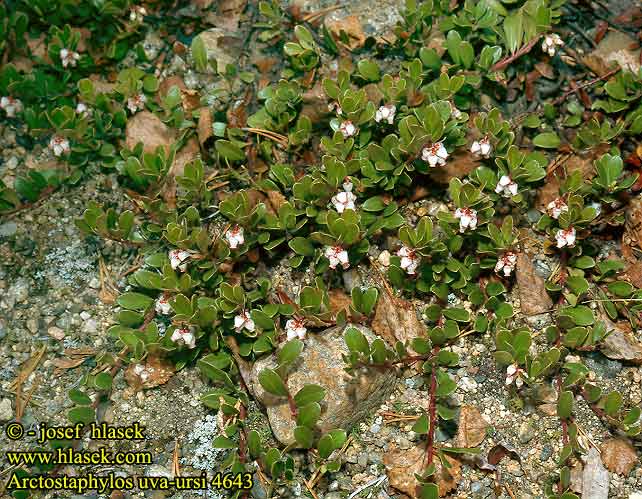 Arctostaphylos uva-ursi uva ursi Bearberry Raisin Ours Uva ursina