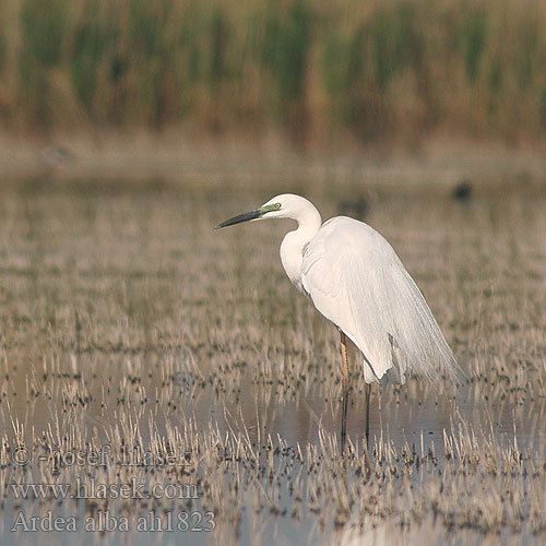 Egretta Ardea alba Great White Egret Silberreiher