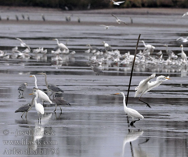 Great White Egret Silberreiher Grande Aigrette Garceta Grande