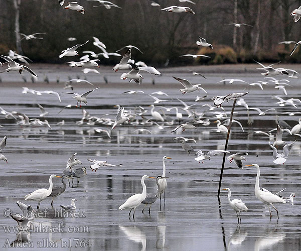 Ardea alba b1764