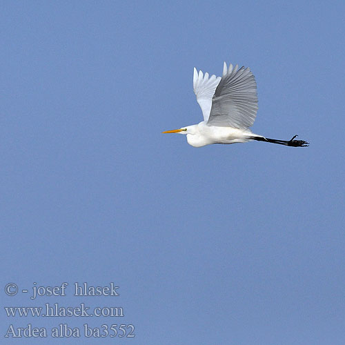 Ardea alba Egretta Great White Egret Silberreiher