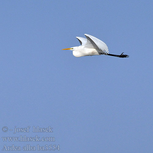 Ardea alba ba3554