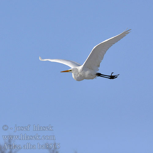 Ardea alba ba3565