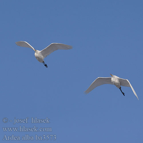 Ardea alba ba3573