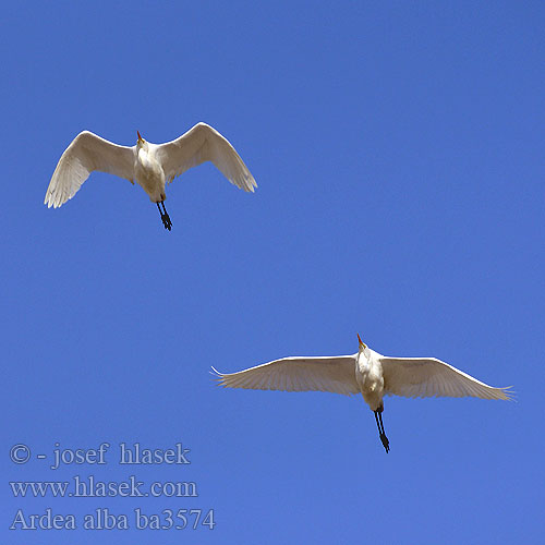 Ardea alba ba3574