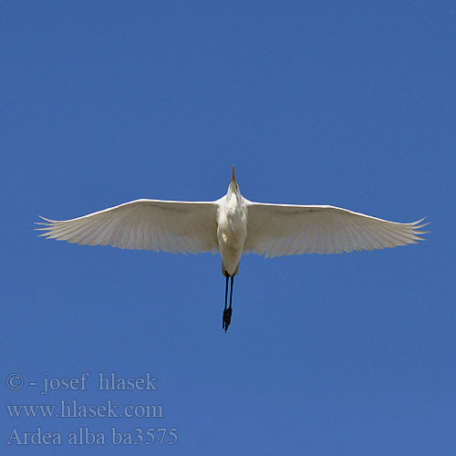 Ardea alba ba3575