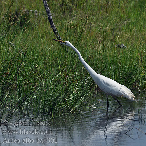 Ardea alba ba9301