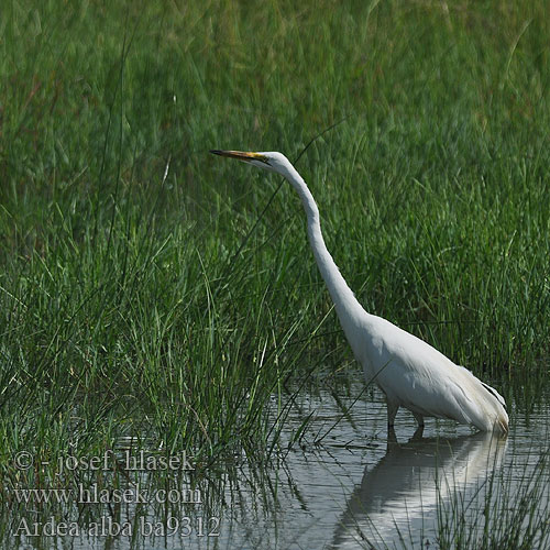 Ardea alba ba9312