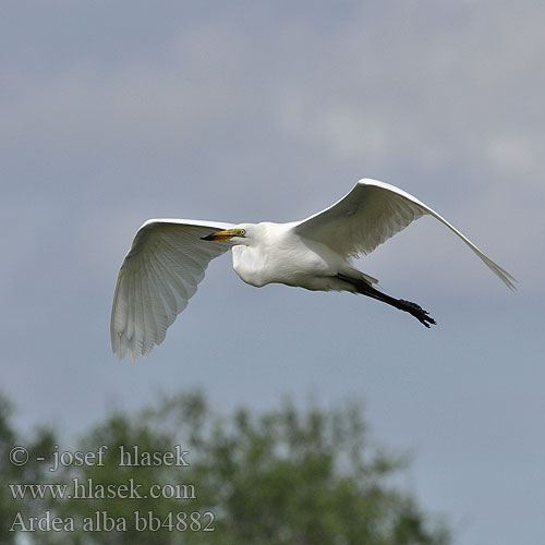 Grote Zilverreiger Jalohaikara Airone bianco maggiore