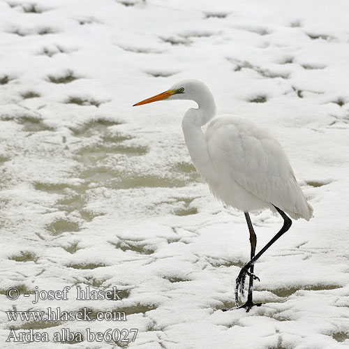 Ardea alba be6027