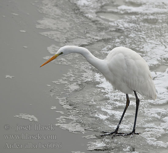 Велика біла чапля Grootwitreier Büyük akbalıkçıl לבנית גדולה Chennarai Ardea alba Egretta Great White Egret Silberreiher Grande Aigrette Garceta Grande Volavka bílá Czapla biała Sølvhejre Grote Zilverreiger Jalohaikara Airone bianco maggiore Egretthegre Ägretthäger Цапля белая большая Nagy kócsag Lielais baltais gārnis Volavka biela Hõbehaigur 大白鷺 ダイサギ البلشون الأبيض الكبير 대백로 Αργυροτσικνιάς Garça-branca-grande