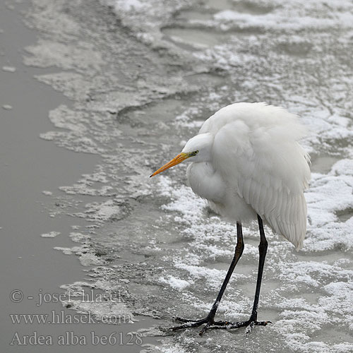 Büyük akbalıkçıl לבנית גדולה Chennarai Ardea alba