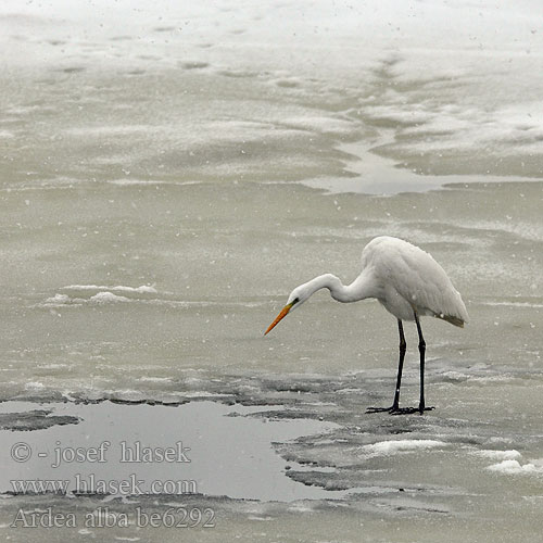 Büyük akbalıkçıl לבנית גדולה Chennarai Ardea alba