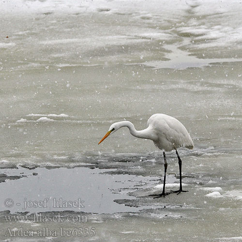 Egretta alba Great White Egret Silberreiher Grande Aigrette Garceta Grande