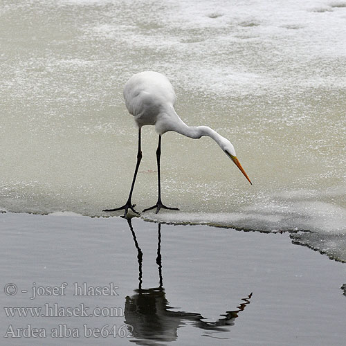 Casmerodius alba Great White Egret Silberreiher