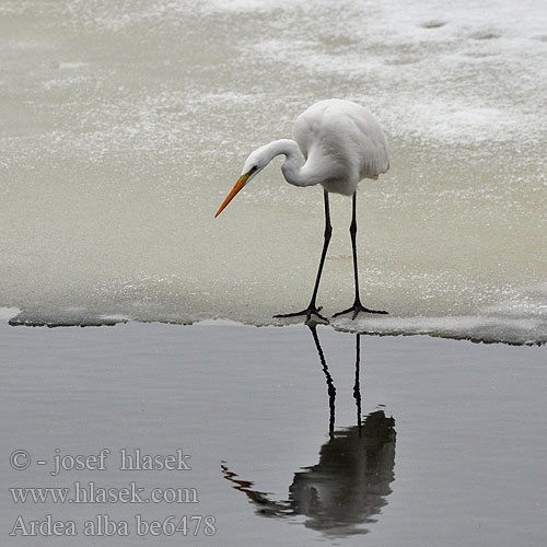 Casmerodius alba Great White Egret Silberreiher