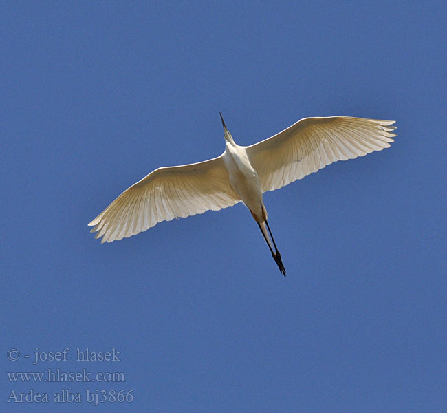 Ardea alba Велика біла чапля Grootwitreier