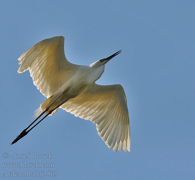 Ardea alba Велика біла чапля Grootwitreier