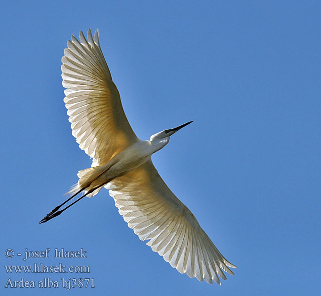 Ardea alba Велика біла чапля Grootwitreier Büyük akbalıkçıl