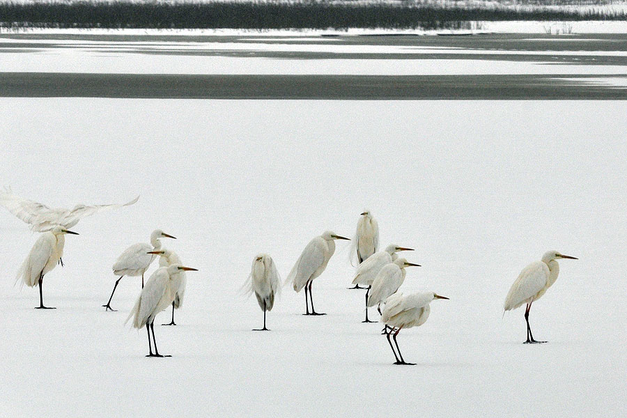 Ardea alba Egretta Great White Egret