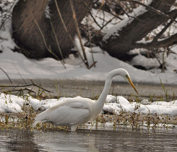 Ardea alba Egretta Silberreiher Grande Aigrette