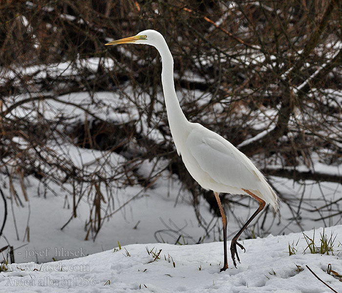 Ardea alba Egretta Garceta Grande