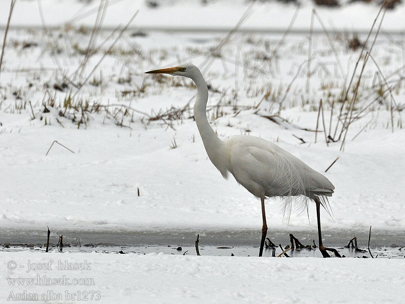 Ardea alba Egretta Volavka bílá