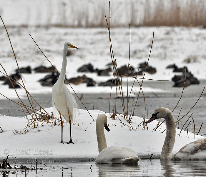 Ardea alba Egretta Czapla biała