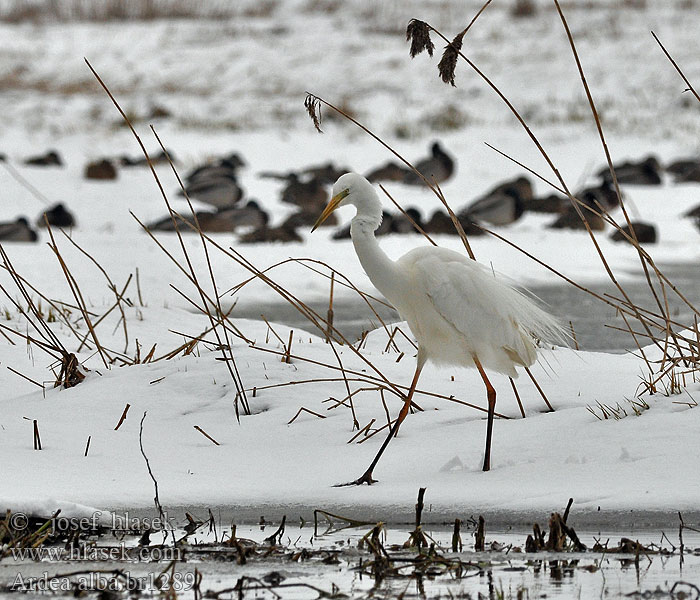 Ardea alba Egretta Sølvhejre Grote Zilverreiger