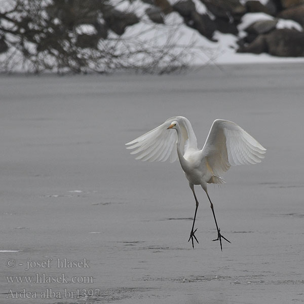 Ardea alba Egretta Jalohaikara Egretthegre