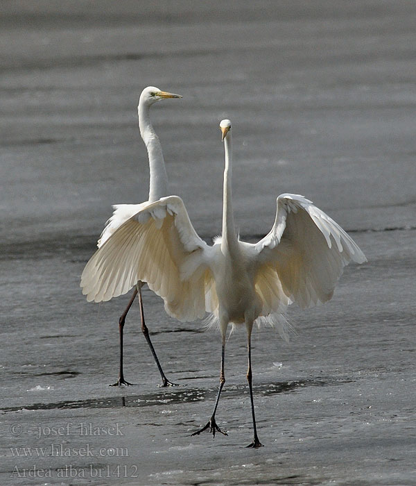 Ardea alba Egretta Airone bianco maggiore