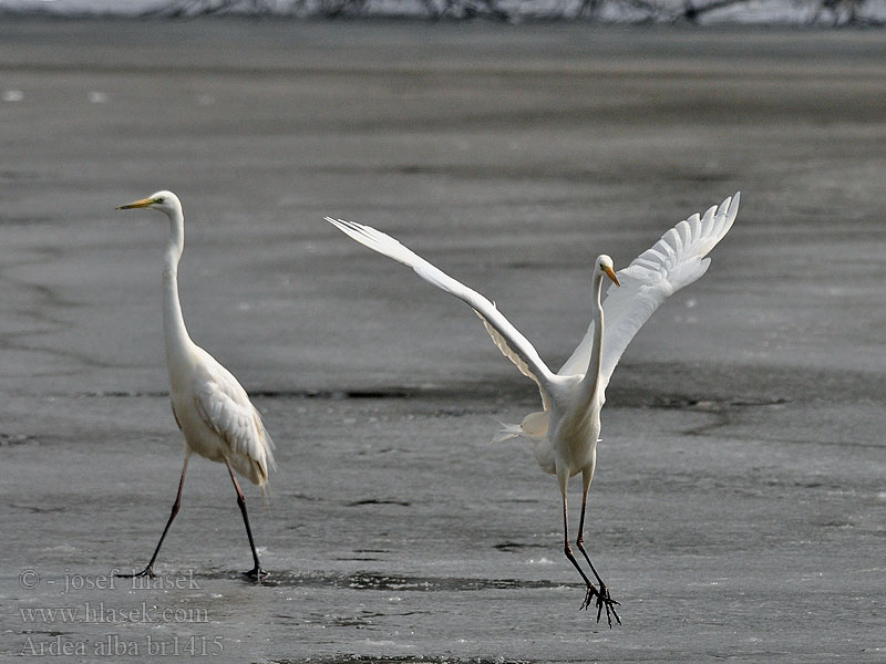 Ardea alba Egretta Ägretthäger Lielais baltais gārnis