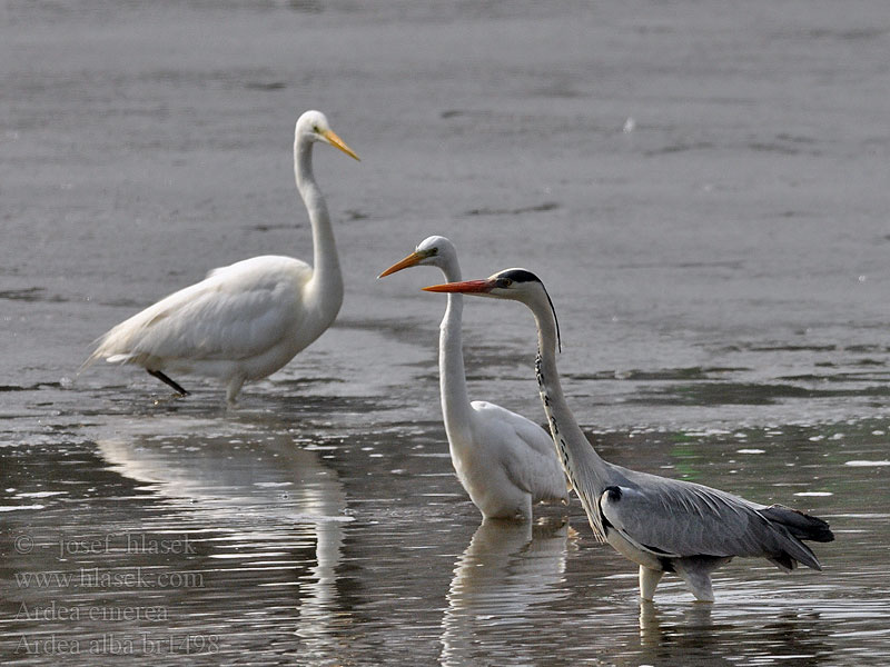 Ardea alba Egretta Цапля белая большая