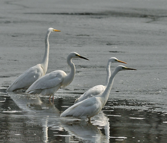 Ardea alba Egretta Nagy kócsag