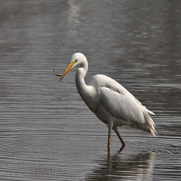 Ardea alba Egretta Volavka biela