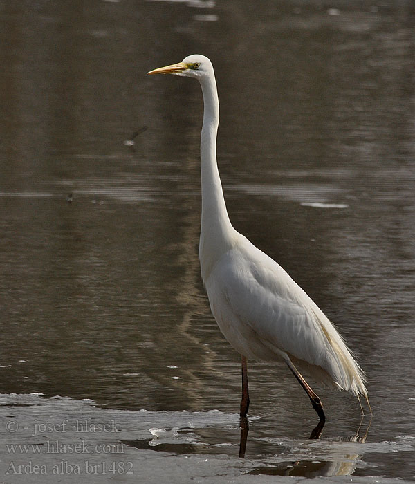 Ardea alba Egretta 大白鷺 ダイサギ البلشون الأبيض الكبير 대백로