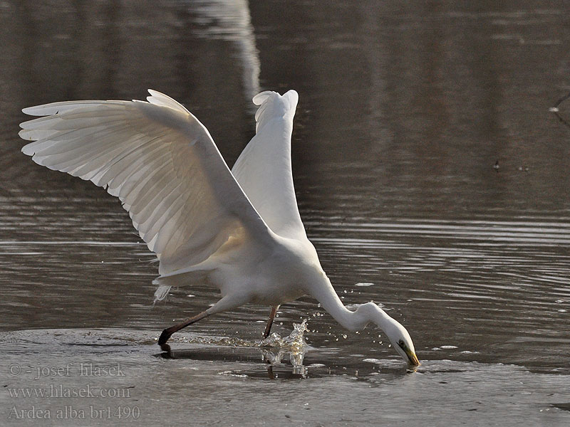 Ardea alba Egretta Αργυροτσικνιάς