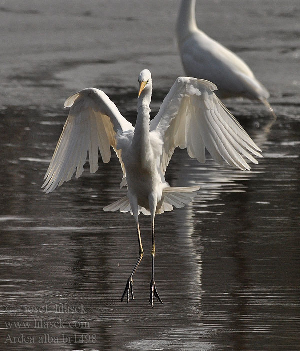 Ardea alba Egretta Garça-branca-grande