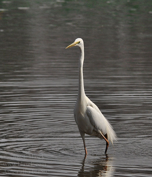 Ardea alba Egretta Велика біла чапля Grootwitreier