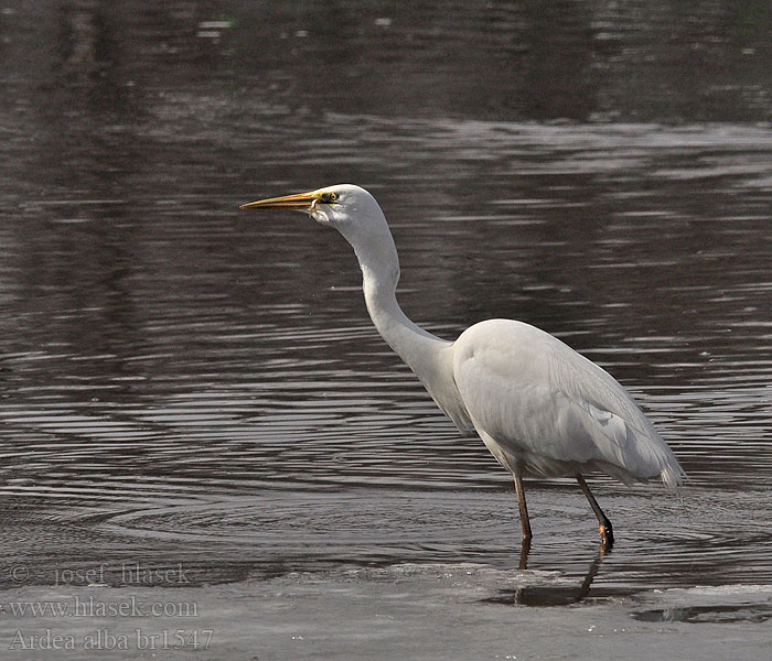 Ardea alba Egretta Büyük akbalıkçıl לבנית גדולה Chennarai