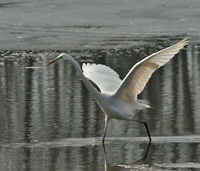 Ardea alba Egretta Great White Egret