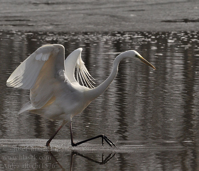 Ardea alba Great White Egret Volavka bílá