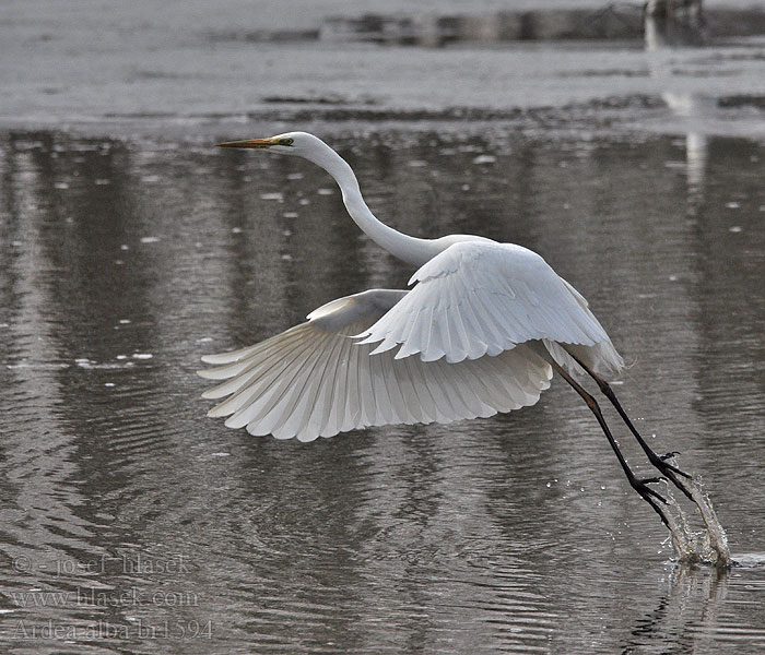 Ardea alba Egretta Silberreiher