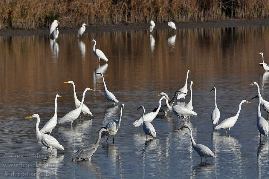 Ardea alba Egretta Great White Egret