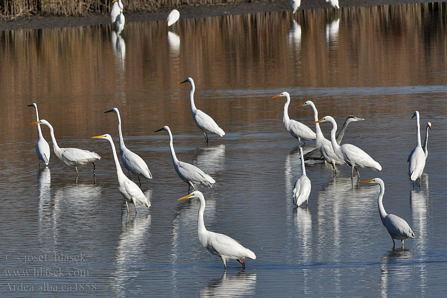 Ardea alba Silberreiher