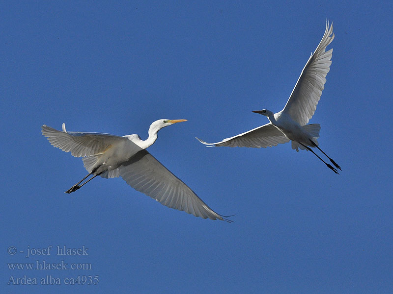 Ardea alba Grande Aigrette