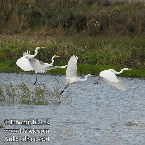 Ardea alba e4501