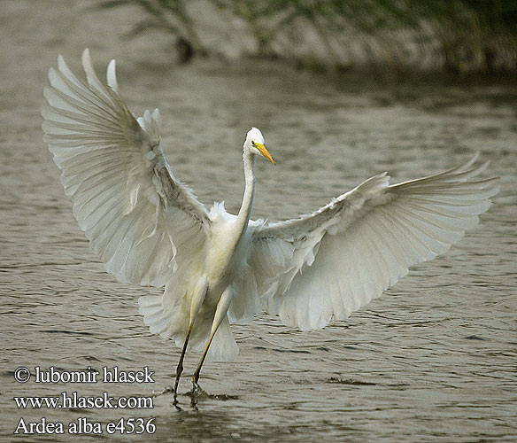 Ardea alba e4536