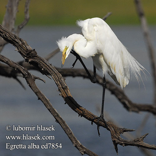 Ardea alba ed7854